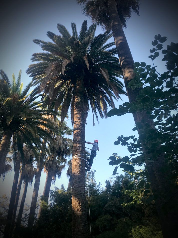 Endoterapia vegetal ENDOVEG